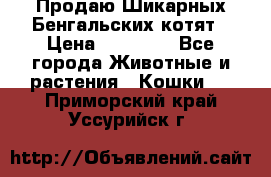 Продаю Шикарных Бенгальских котят › Цена ­ 17 000 - Все города Животные и растения » Кошки   . Приморский край,Уссурийск г.